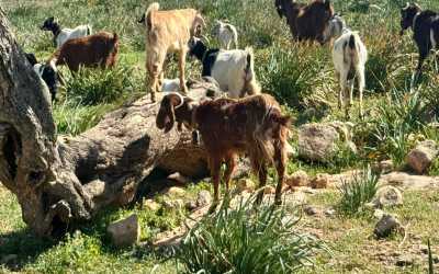 Marathon [41] Jeep Safari - Narodowy Park Akamas z Cypru Północnego